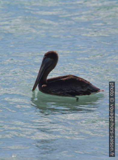 Pélican brun juvénile dans l'eau. Photo © André M. Winter