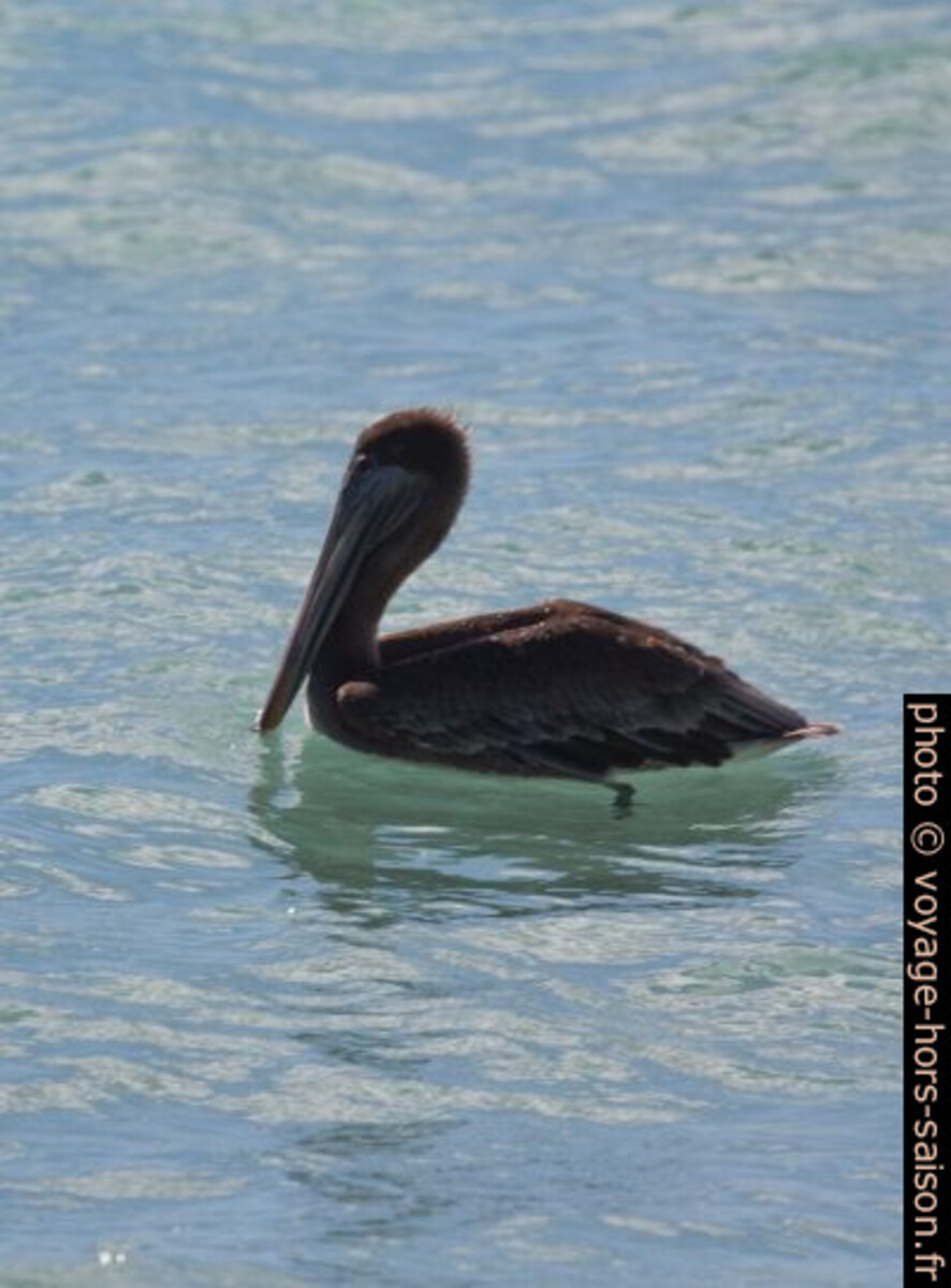 Pélican brun juvénile dans l'eau. Photo © André M. Winter