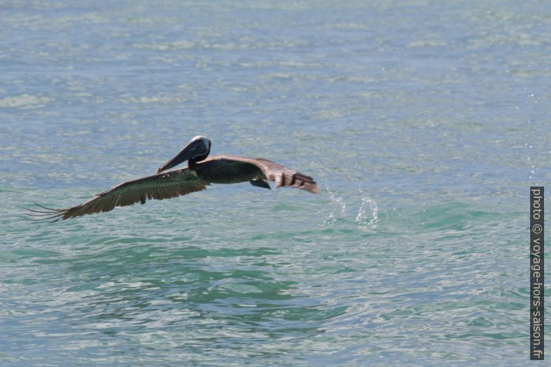 Pélican brun s'envolant à partir de l'eau. Photo © André M. Winter