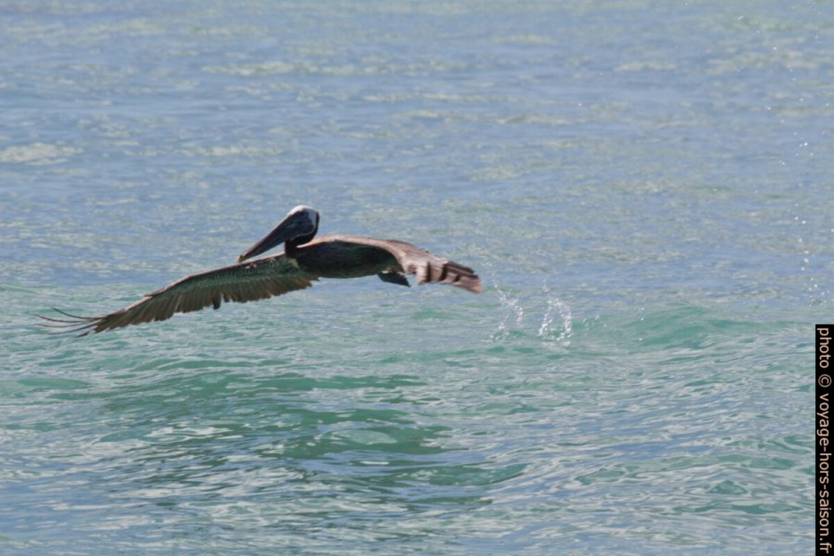 Pélican brun s'envolant à partir de l'eau. Photo © André M. Winter