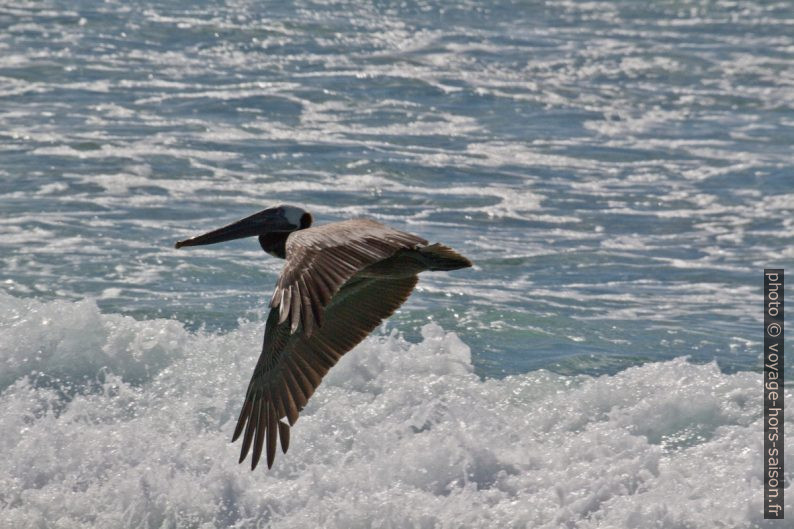 Pélican brun au-dessus d'une vague. Photo © André M. Winter