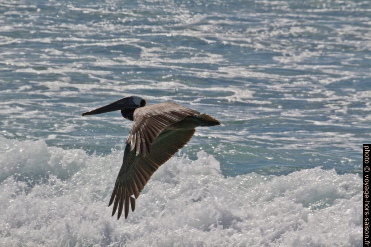 Pélican brun au-dessus d'une vague. Photo © André M. Winter