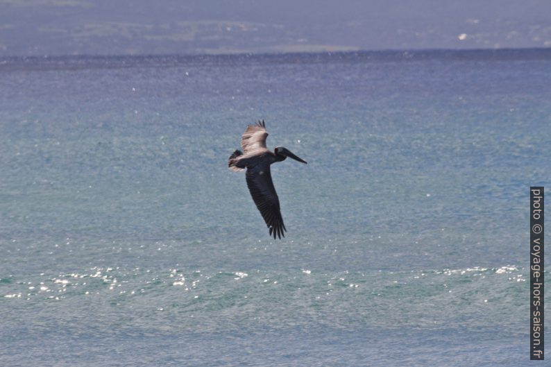 Pélican volant par dessus la surface de l'eau. Photo © André M. Winter