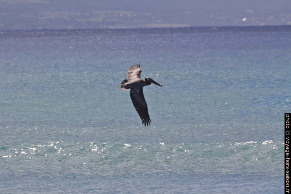 Pélican volant par dessus la surface de l'eau. Photo © André M. Winter