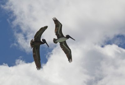 Deux pélicans bruns en vol montrant les deux faces de leurs ailes. Photo © André M. Winter