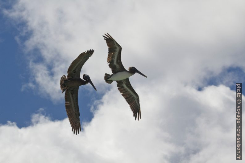 Deux pélicans bruns en vol montrant les deux faces de leurs ailes. Photo © André M. Winter