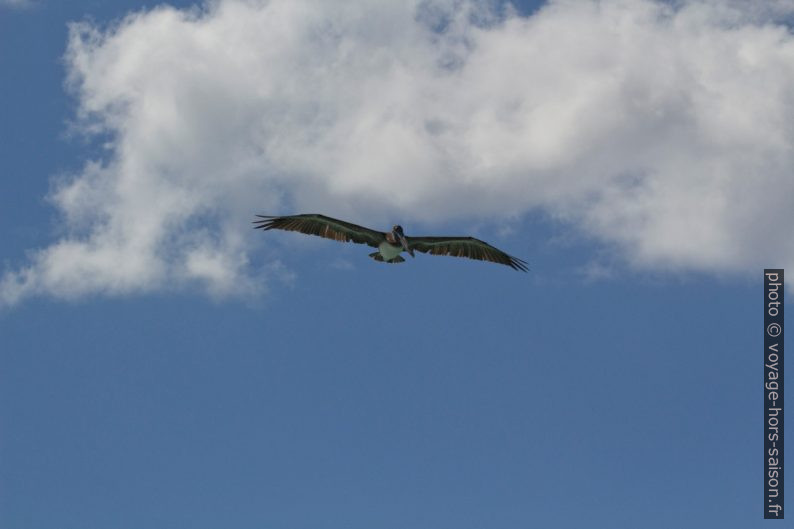 Pélicans brun en arrêt en l'air. Photo © André M. Winter