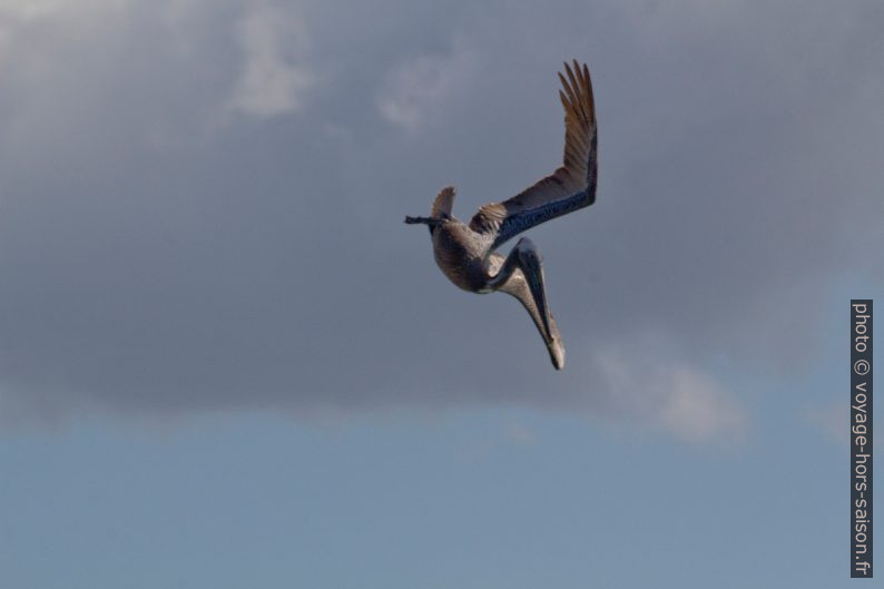 Un pélican brun passe du vol au plongeon. Photo © André M. Winter