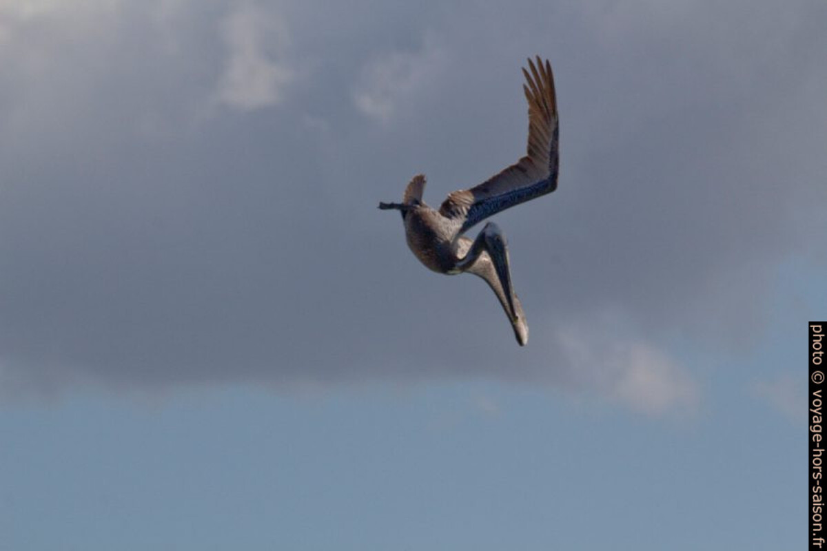 Un pélican brun passe du vol au plongeon. Photo © André M. Winter