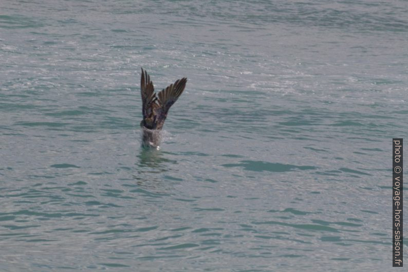 Un pélican brun jette ses ailes vers l'arrière en fendant l'eau. Photo © André M. Winter