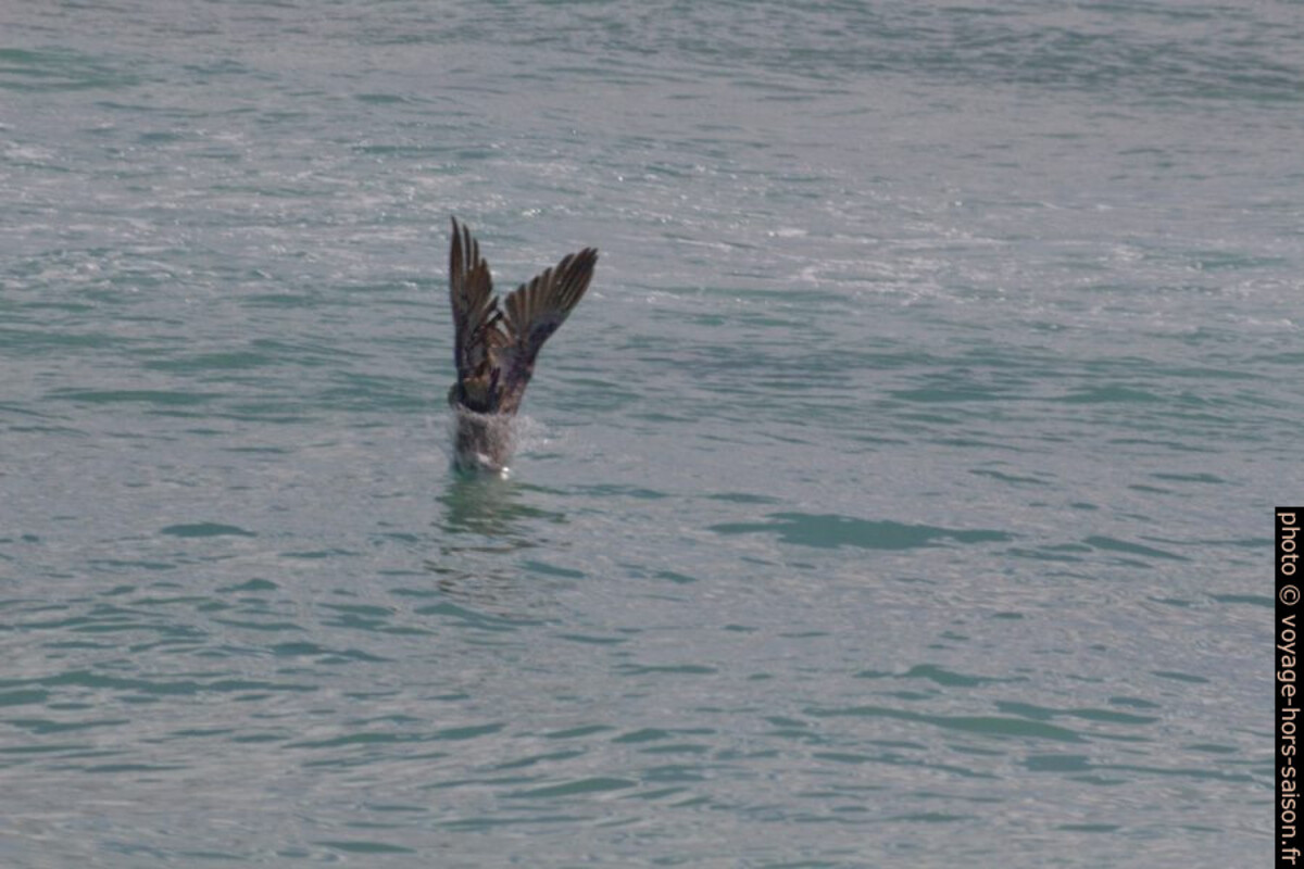 Un pélican brun jette ses ailes vers l'arrière en fendant l'eau. Photo © André M. Winter
