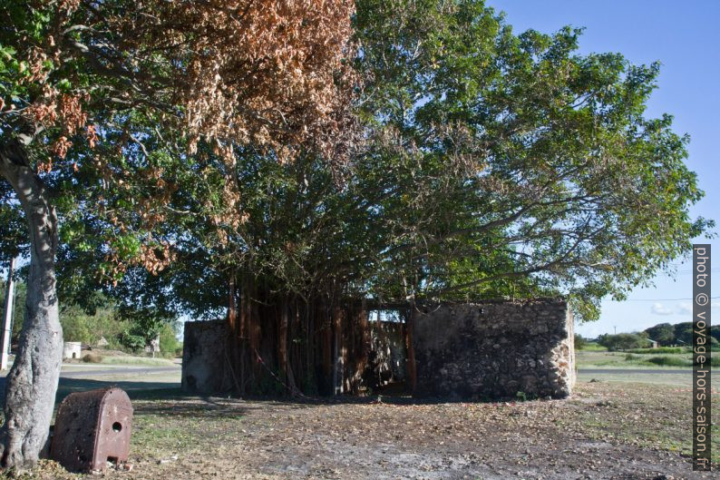 Ruines de l'ancienne sucrerie de la Mahaudière. Photo © Alex Medwedeff