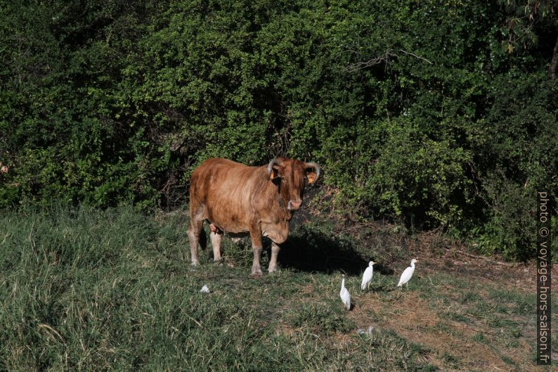 Un bœuf et des hérons garde-bœufs. Photo © Alex Medwedeff