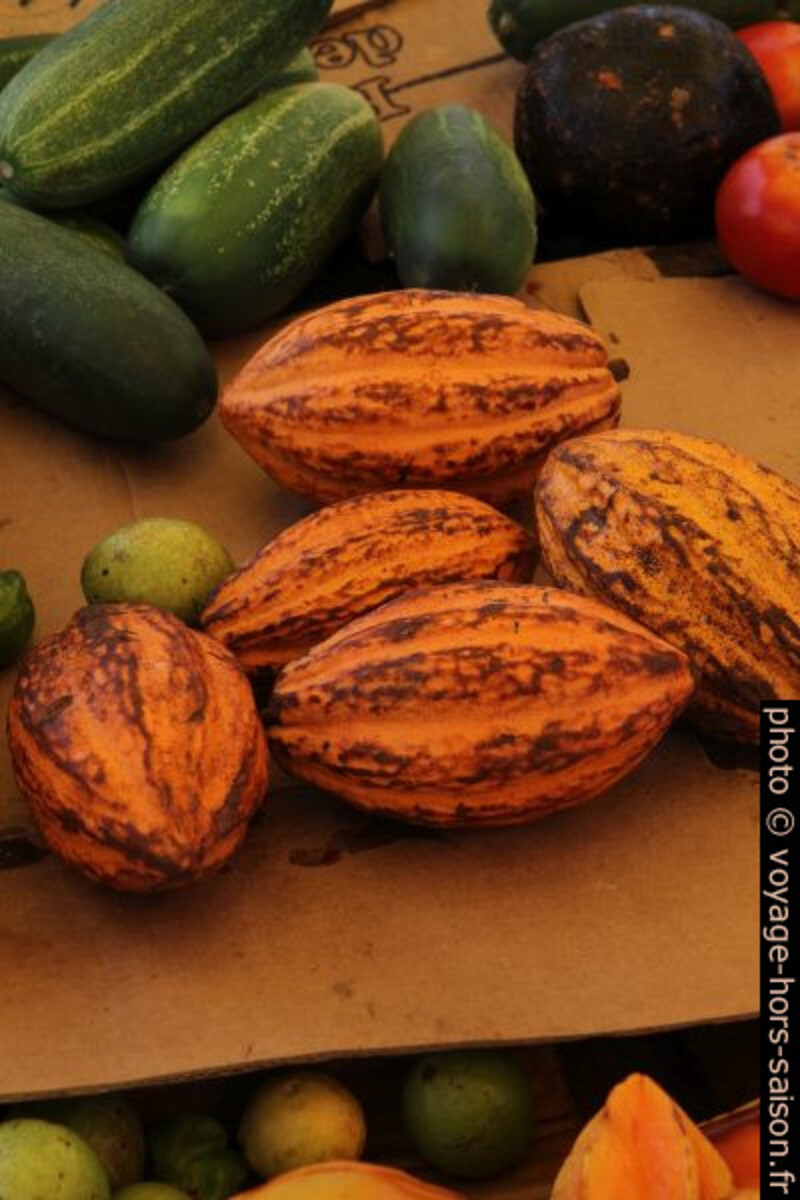 Cabosses de cacao. Photo © Alex Medwedeff