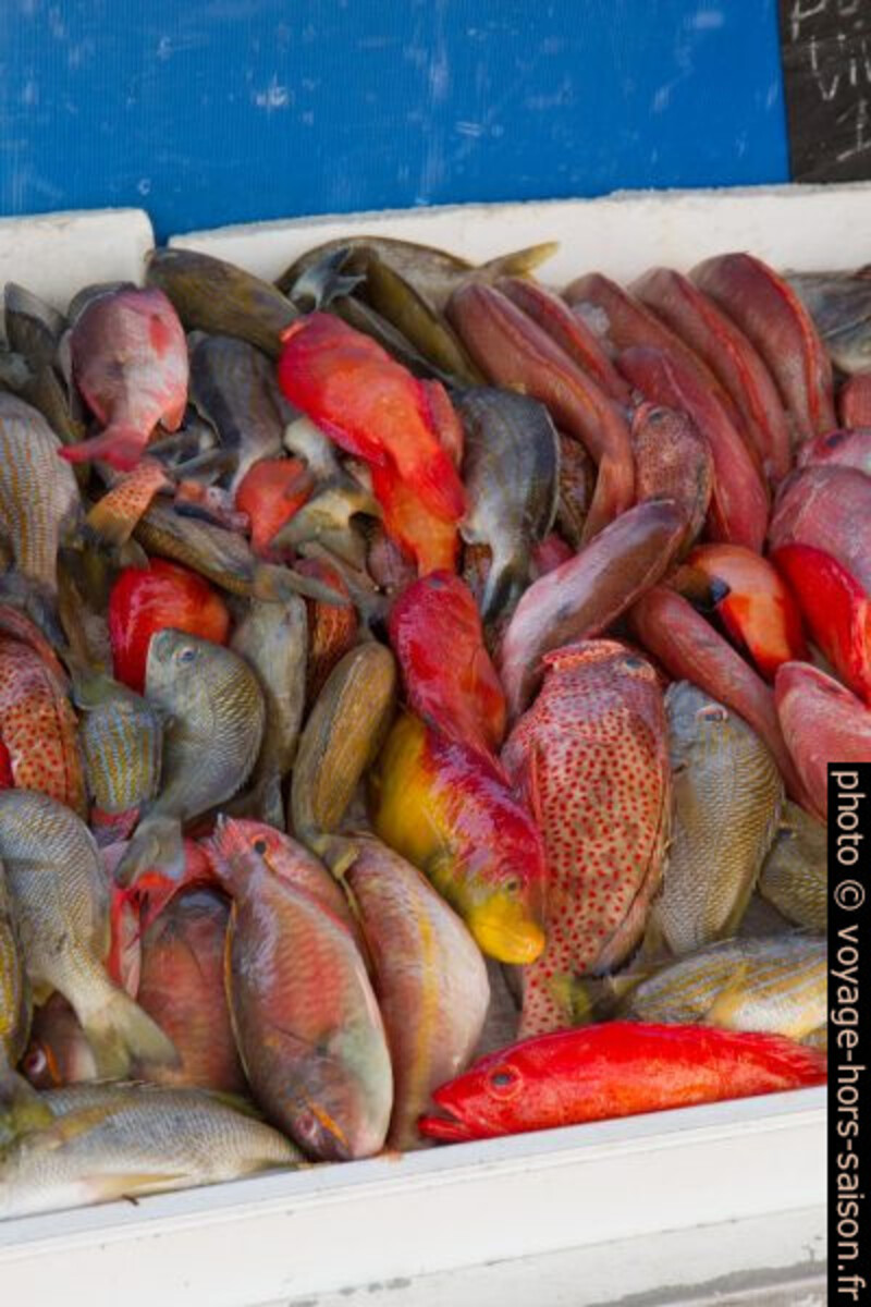 Poissons colorés vendus à la Darse de Pointe-à-Pitre. Photo © Alex Medwedeff