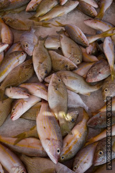 Poissons vendus à la Darse de Pointe-à-Pitre. Photo © Alex Medwedeff