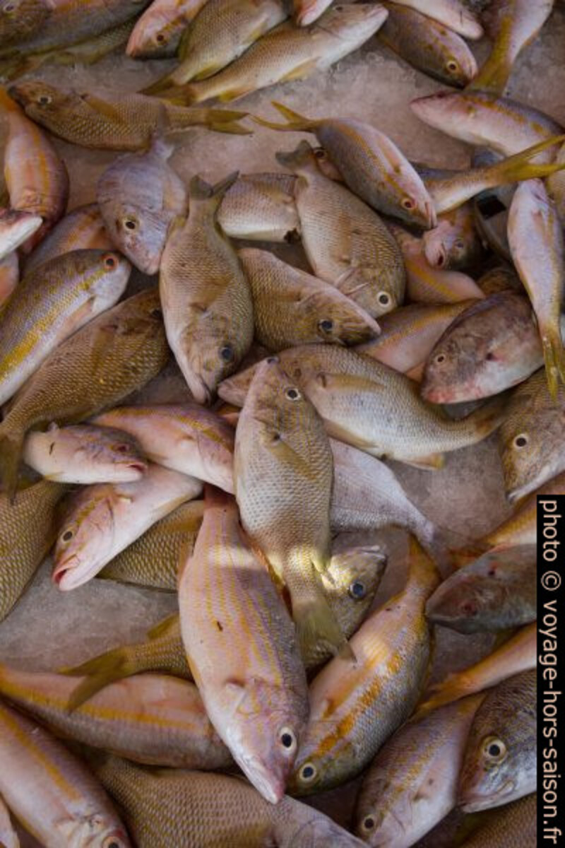 Poissons vendus à la Darse de Pointe-à-Pitre. Photo © Alex Medwedeff