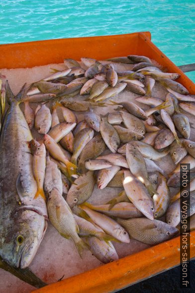 Bac de poissons en vente à la Darse de Pointe-à-Pitre. Photo © Alex Medwedeff