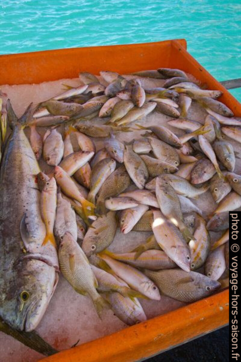Bac de poissons en vente à la Darse de Pointe-à-Pitre. Photo © Alex Medwedeff