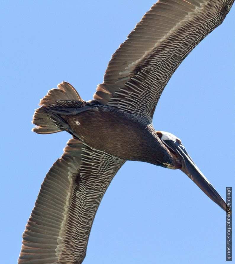 Pélican brun vu de dessous. Photo © André M. Winter