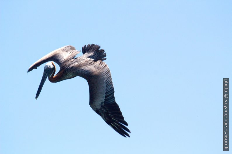 Un pélican brun passe du vol plané au plongeon. Photo © André M. Winter