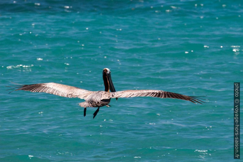 Un pélican brun amerrissant. Photo © André M. Winter