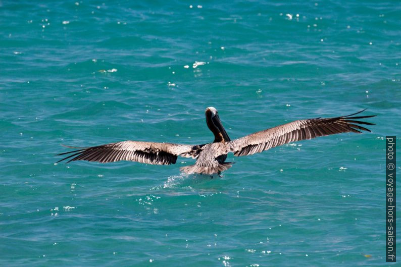 Un pélican brun plane pour amerrir. Photo © André M. Winter