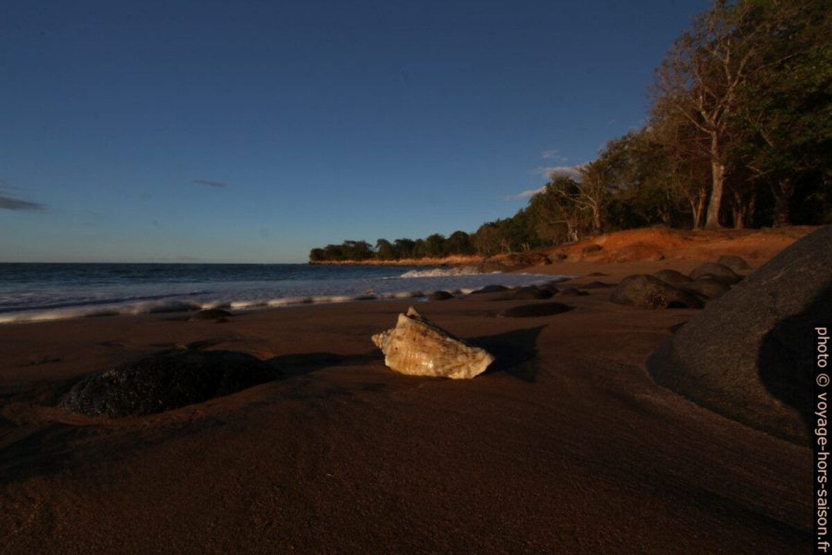Coquille de lambi sur la plage. Photo © André M. Winter