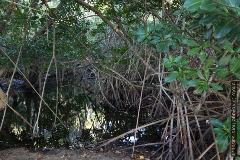 Mangrove à l'arrière de la Plage de Clugny. Photo © André M. Winter