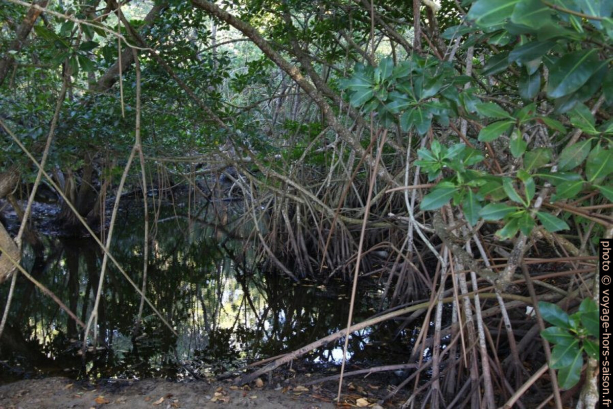 Mangrove à l'arrière de la Plage de Clugny. Photo © André M. Winter