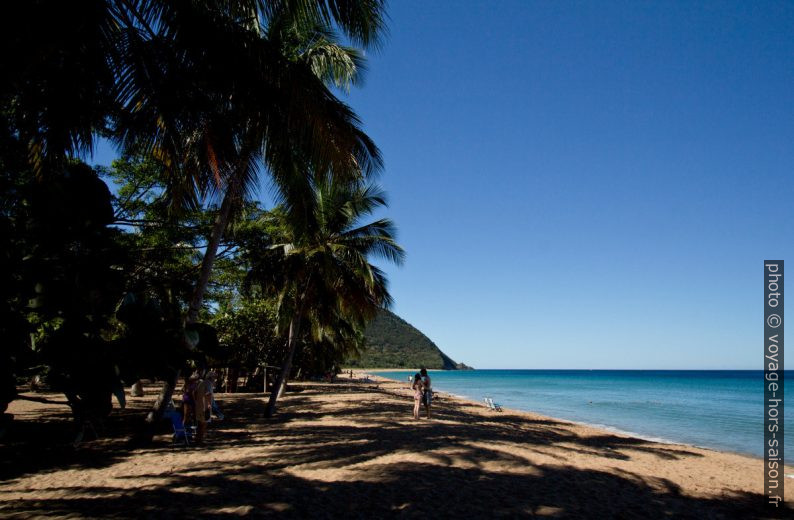 Palmiers bordant la Plage de la Grande Anse. Photo © André M. Winter