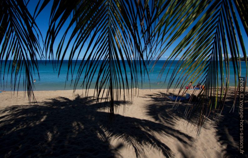 Vue de la plage à travers des feuilles de palmier. Photo © André M. Winter