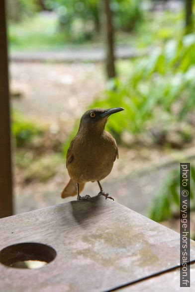 Merle trembleur de Guadeloupe. Photo © Alex Medwedeff