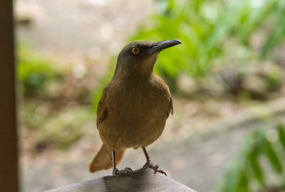 Merle trembleur de Guadeloupe. Photo © Alex Medwedeff