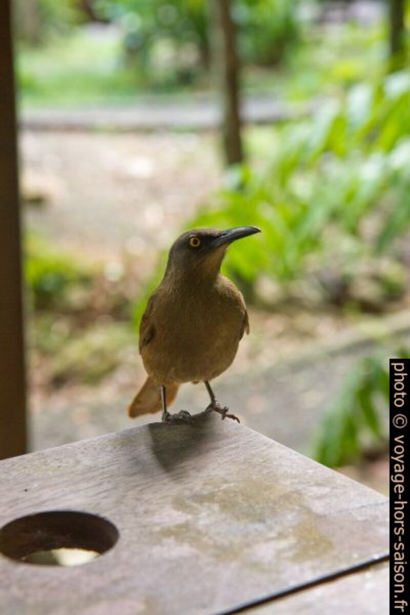 Merle trembleur de Guadeloupe. Photo © Alex Medwedeff
