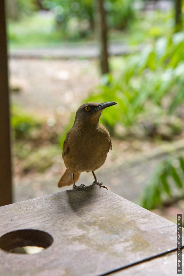 Merle trembleur de Guadeloupe. Photo © Alex Medwedeff