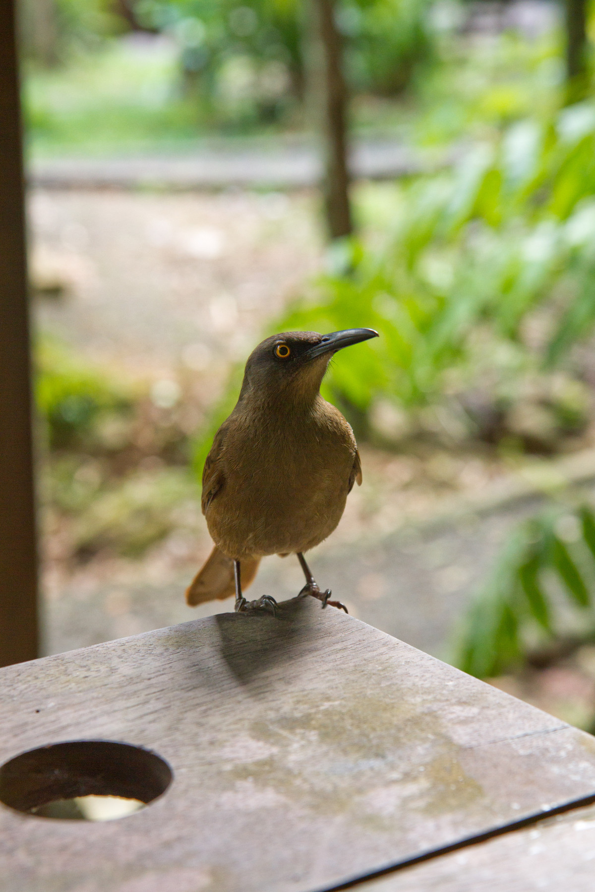 Merle trembleur de Guadeloupe. Photo © Alex Medwedeff