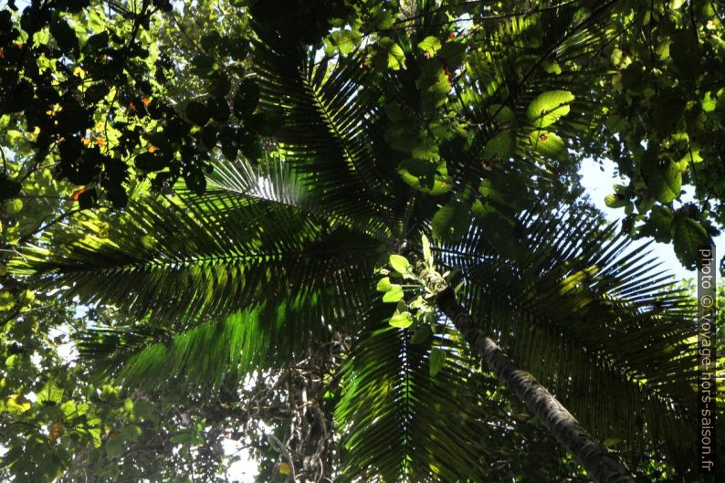 Palmier dans la forêt tropicale. Photo © Alex Medwedeff