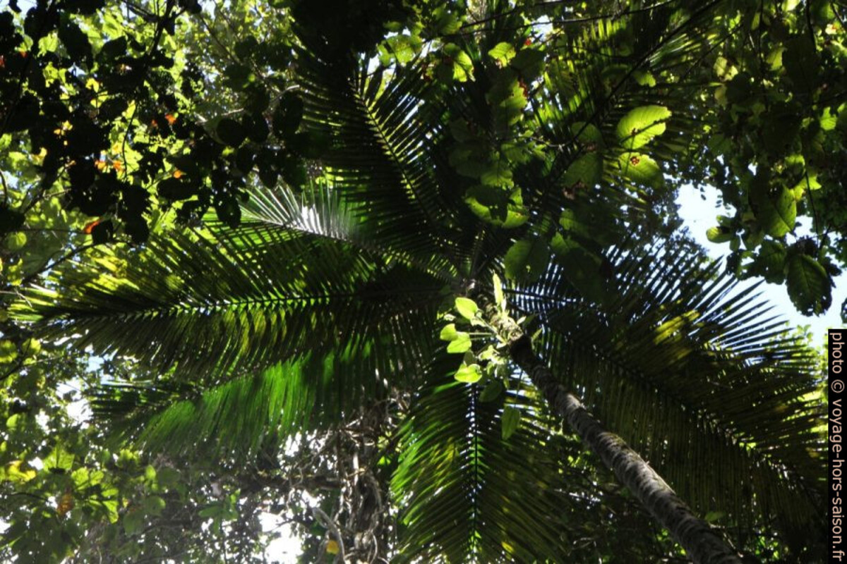 Palmier dans la forêt tropicale. Photo © Alex Medwedeff