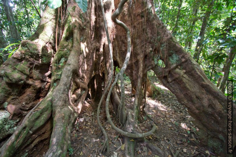 Tronc vide d'un arbre aux racines étendues. Photo © André M. Winter