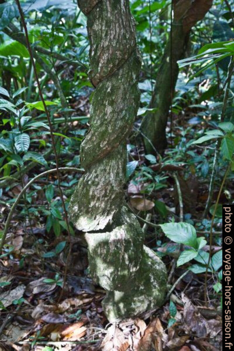 Tronc tordu d'un arbre. Photo © Alex Medwedeff