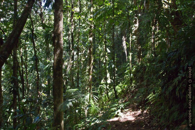 Chemin dans la forêt tropicale avec plantes épiphytes. Photo © Alex Medwedeff