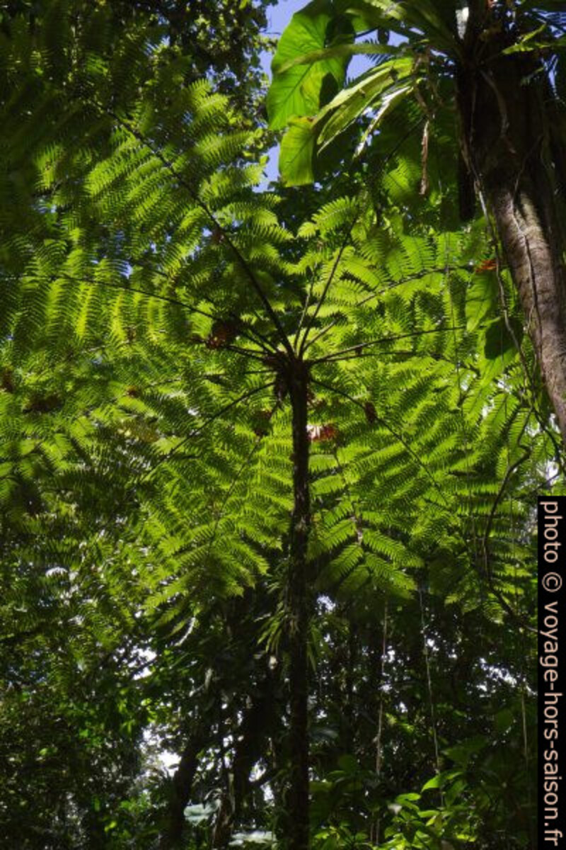 Fougère arborescente. Photo © Alex Medwedeff