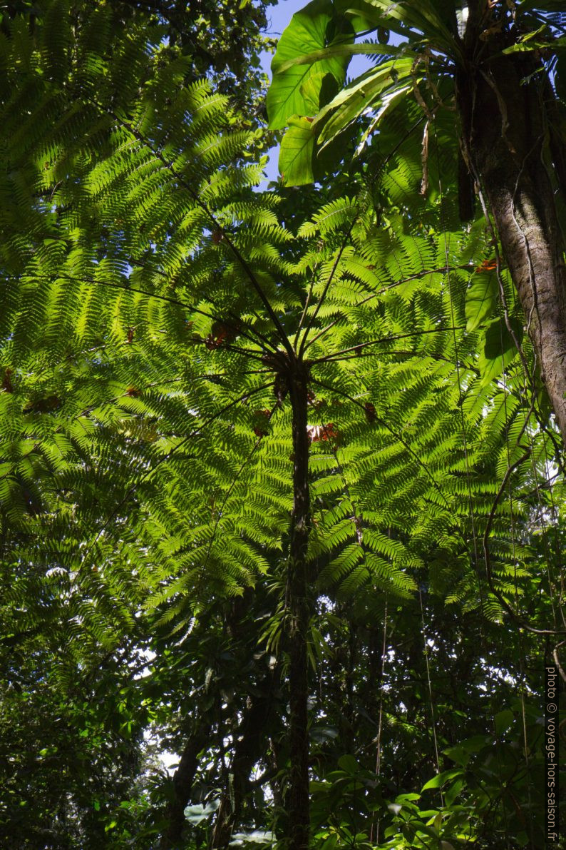 Fougère arborescente. Photo © Alex Medwedeff