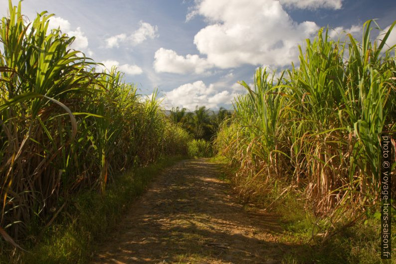 Chemin agricole pavé entre des champs de canne à sucre. Photo © Alex Medwedeff