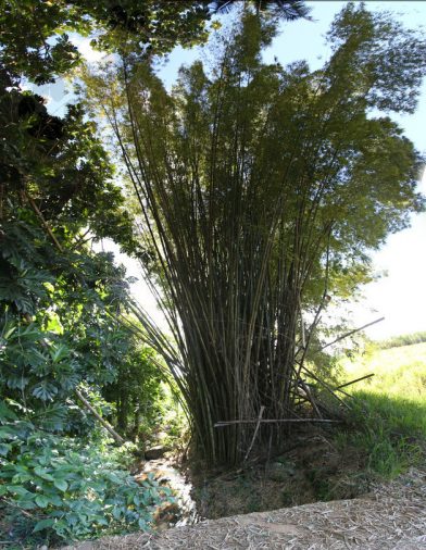 Touffe de bambous. Photo © André M. Winter