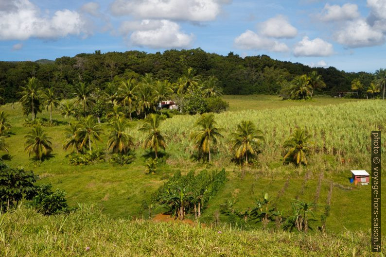 Champs de canne et palmiers sur une exploitation agricole. Photo © Alex Medwedeff