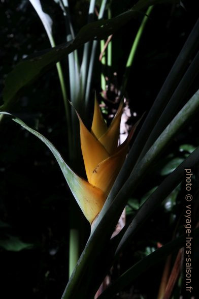 Fleur de balisier jaune. Photo © Alex Medwedeff