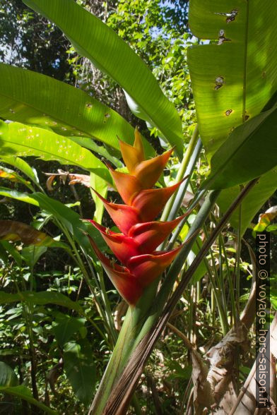 Fleur d'héliconie des Caraïbes. Photo © Alex Medwedeff