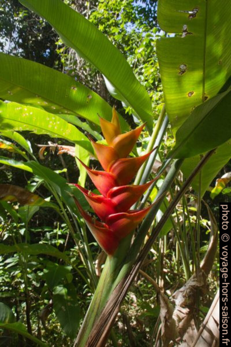 Fleur d'héliconie des Caraïbes. Photo © Alex Medwedeff